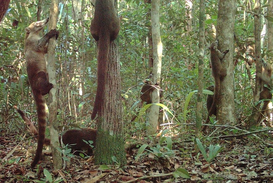 Shipstern Conservation &amp; Management Area, Corozal District, Belize